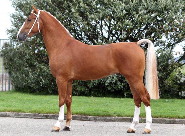 Dutch Harness Horses